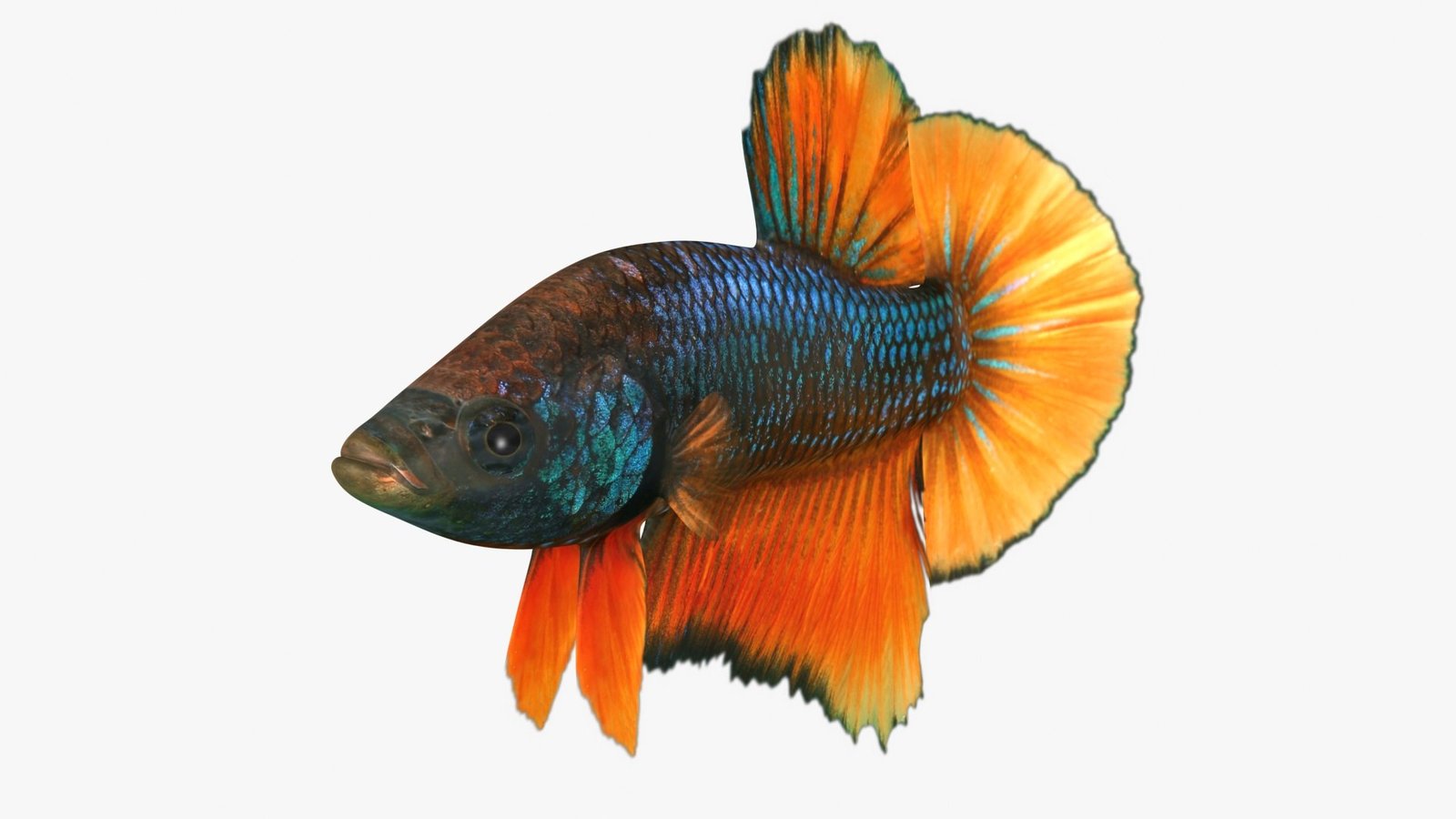 Betta Fish with other fish in an aquarium