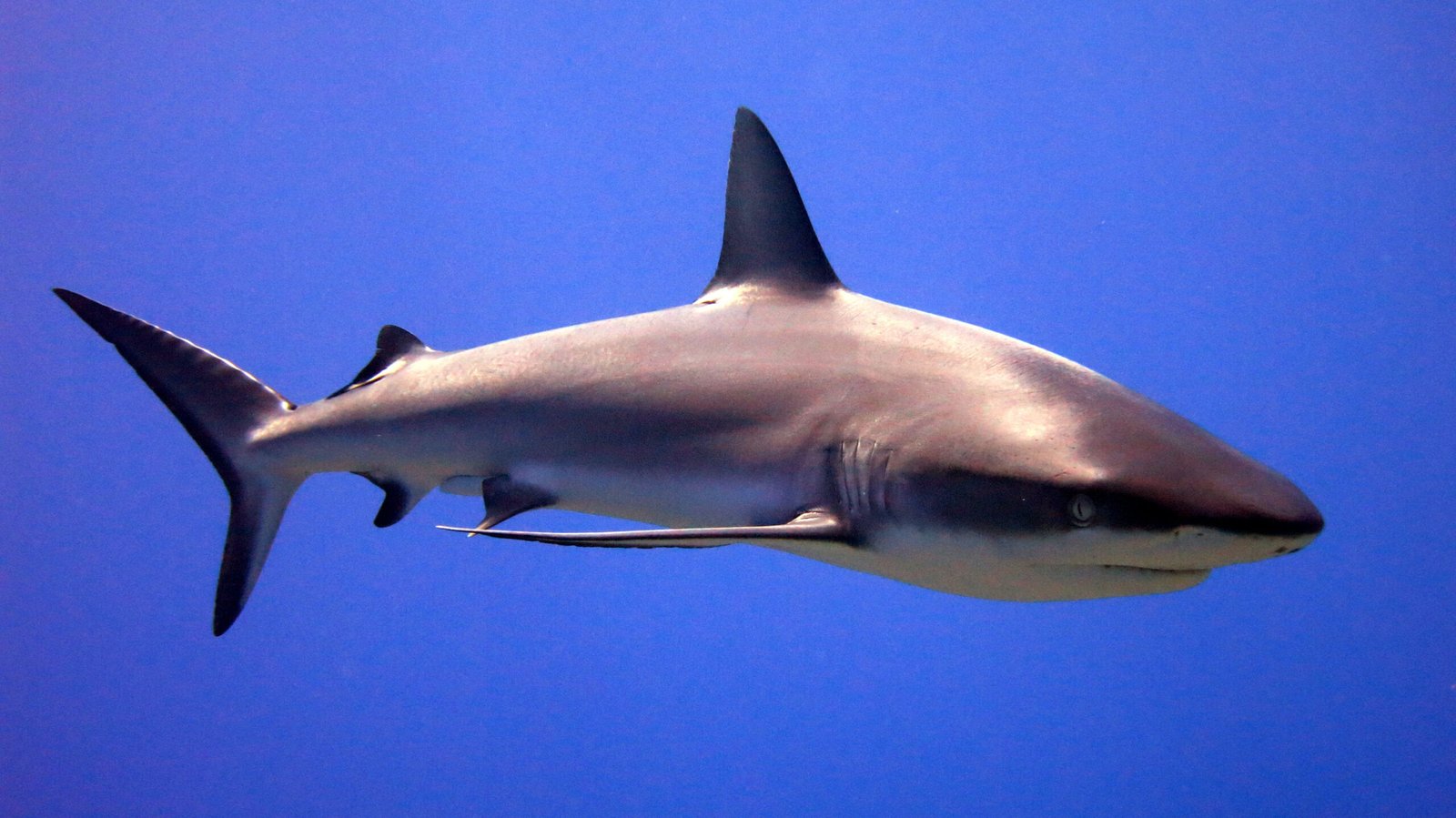 Shark swimming underwater