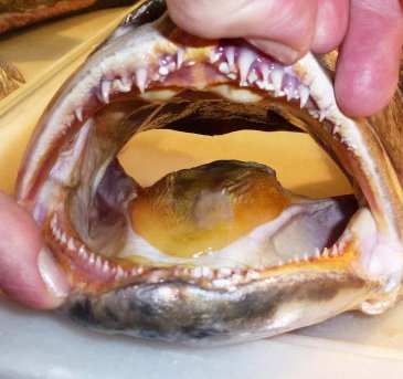 fish teeth example