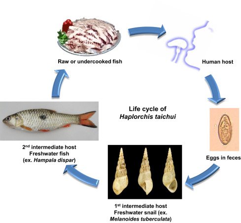Fish tank cycling process