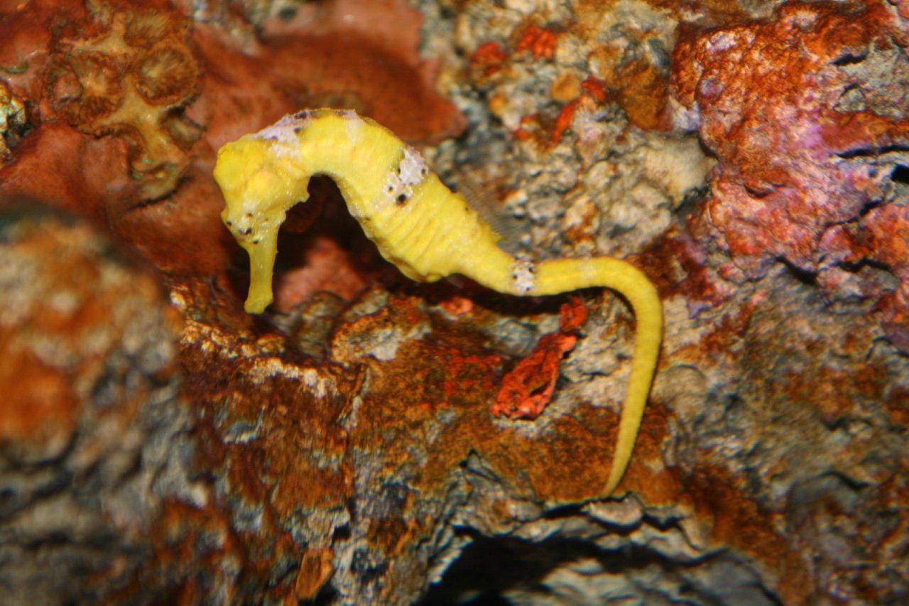 Longsnout Seahorse