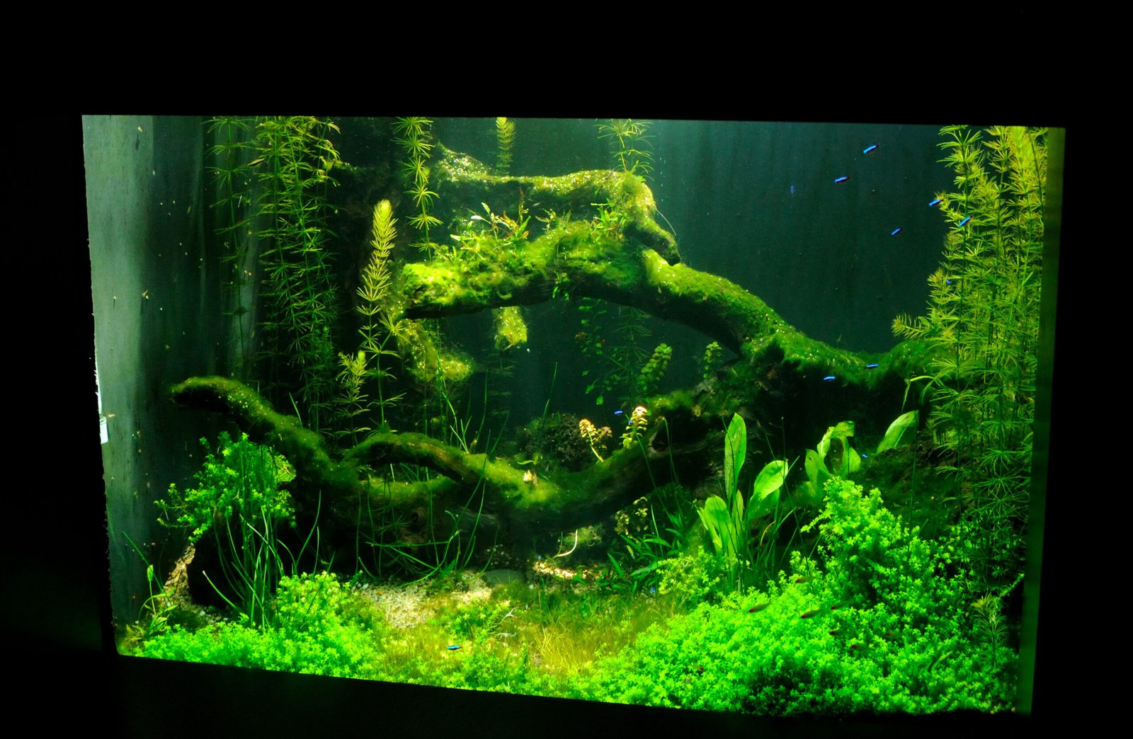 A beta fish in a tank
