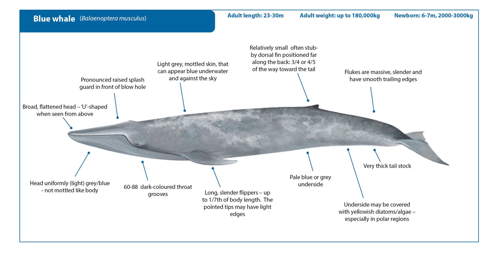 Blue whale in the deep sea