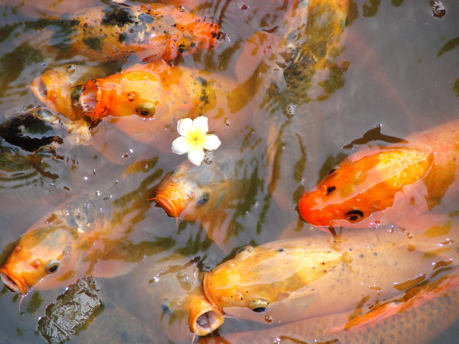Koi fish feeding in a pond