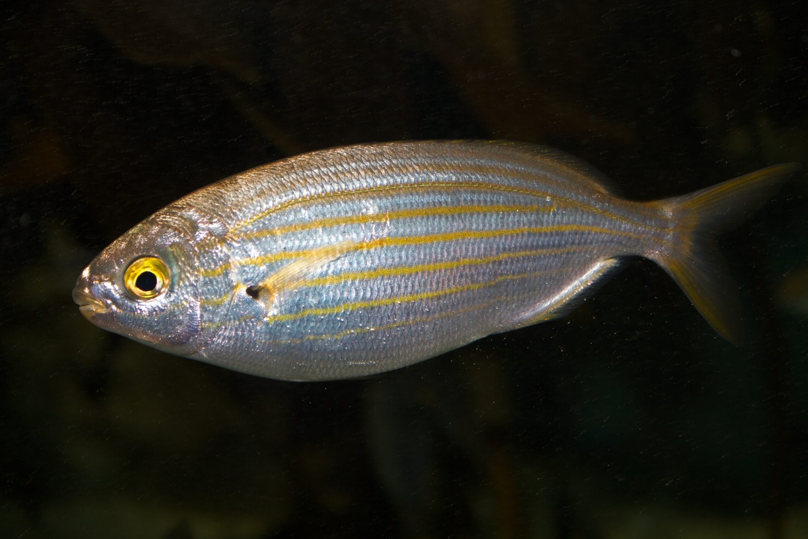 Sarpa Salpa fish