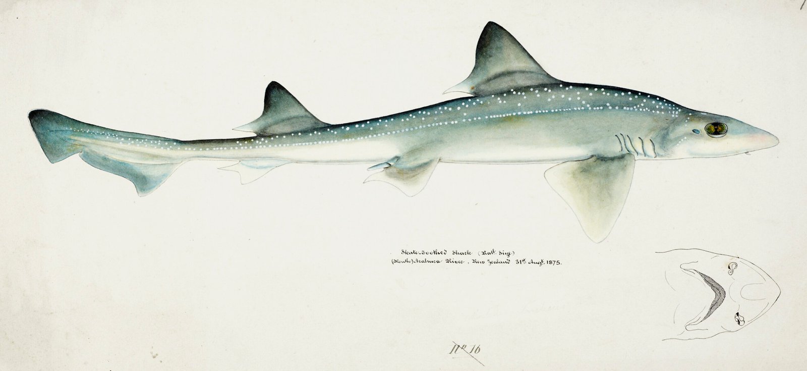 Illustrations of various fish species