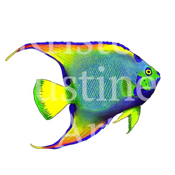 Betta Fish