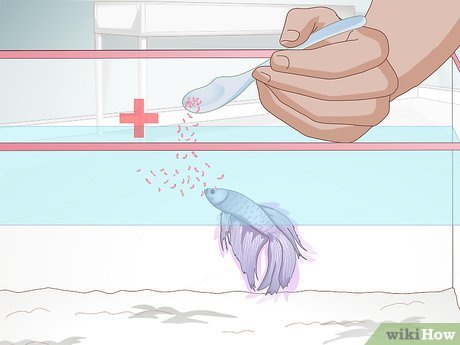 Feeding Betta Fish